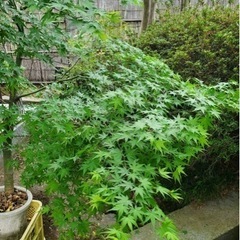 イロハモミジ 紅葉 樹齢30年 樹高2.4m