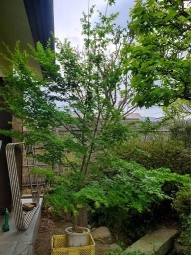 イロハモミジ 紅葉　樹齢30年　樹高2.4m