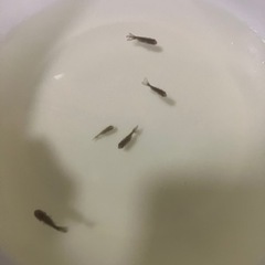 ハネ品　黒らんちゅう　幼魚　30匹くらいの画像