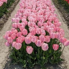 となみチューリップフェア行きませんか?