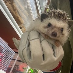 ハリネズミいます。の画像
