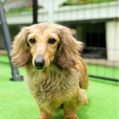 ダックスちゃん - 別府市