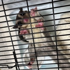 フクロモモンガメス