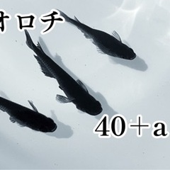 オロチ 40+a