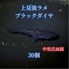 上見強ラメブラックダイヤ　30個+a