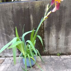 ジャーマンアイリス　鉢植え　