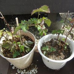ブラックベリー苗中(鉢）