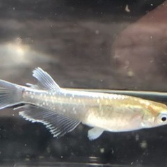 メダカ　レッドクリフ　ダーク1ペアの画像