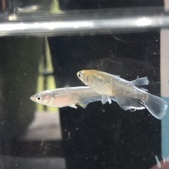 メダカ　レッドクリフ　ダーク1ペアの画像