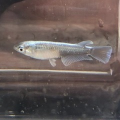 メダカ　レッドクリフ　ダーク1ペアの画像