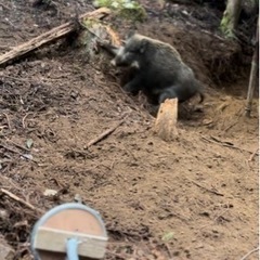 ひと狩り行きませんか🙂‍↔️ - 南国市