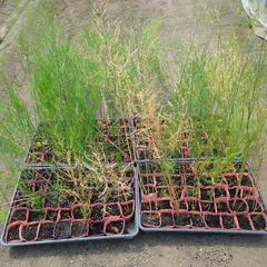 値下げ。無農薬アスパラガスの2年生苗