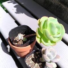 多肉植物　ピーチプリデとその他の画像