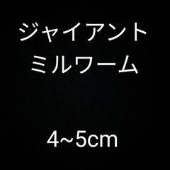 ジャイアントミルワーム 餌用