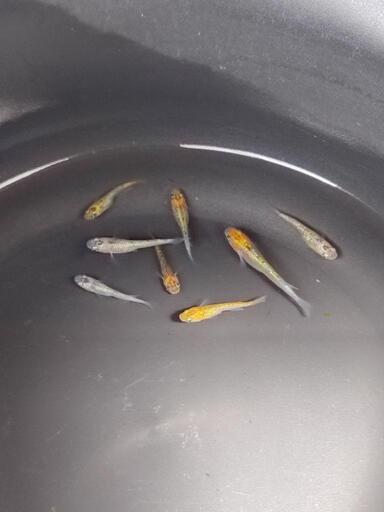サボラメ 若魚5匹セット [メダカ]