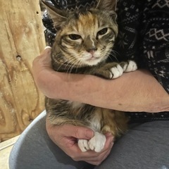 5姉妹でしたがあと1匹