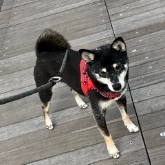 【急募】黒柴 女の子 6歳 かなりスリム ボール大好き - 犬