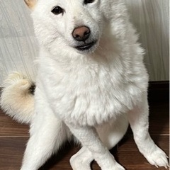 【急募】赤柴相談中！白柴 女の子 6歳 人も犬も好きな子 - 里親募集