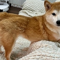 【急募】赤柴相談中！白柴 女の子 6歳 人も犬も好きな子 - 高松市