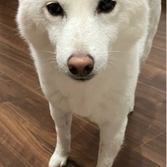 【急募】赤柴相談中！白柴 女の子 6歳 人も犬も好きな子 - 犬