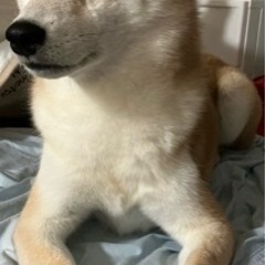 【急募】赤柴相談中！白柴 女の子 6歳 人も犬も好きな子 − 香川県