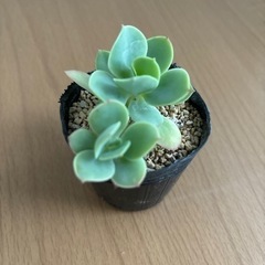 多肉植物：ピーチプリデ