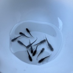 メダカ10匹　水草4種セット　ラムズボーン付き　めだか　入門向けの画像