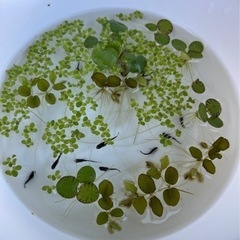 メダカ10匹　水草4種セット　ラムズボーン付き　めだか　入門向け
