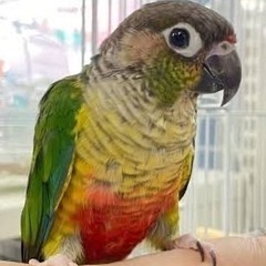 謝礼2万円