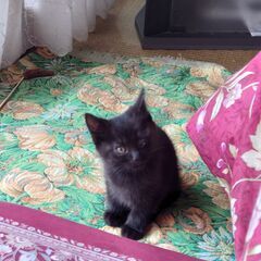 とても元気で可愛い黒猫の男の子です。 - 秦野市