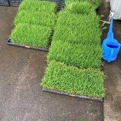 田植え　苗　コシヒカリ　6枚くらい　苗箱をお持ち下さい　君津市柳...