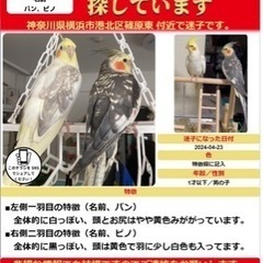 迷い鳥！！オカメインコ2羽🦜🦜助けてくだい‼️