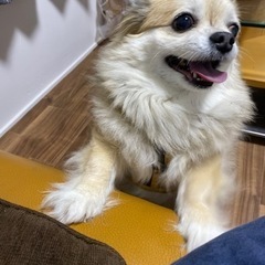里親探してます。