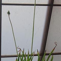 ブルビネの画像