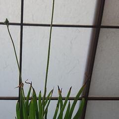 ブルビネの画像