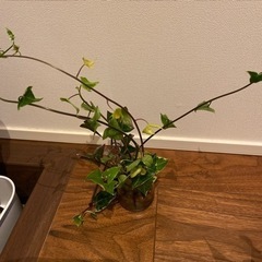 観葉植物