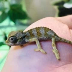 エキゾチックと爬虫類好き集合