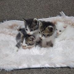 仔猫　0～1ヶ月　子猫