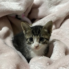 生後1か月子猫（決まりました）
