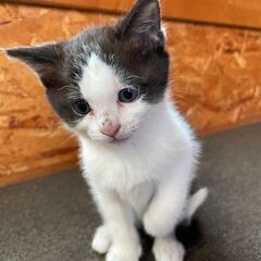 可愛い子猫ちゃん「募集停止します。」
