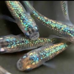 サファイア×忘却の翼 ラメ メダカペア