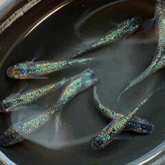 サファイア×忘却の翼 ラメ メダカペアの画像