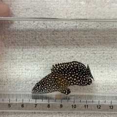 沖縄県産 ナミハタ 幼魚 約5cmの画像