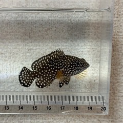 沖縄県産 ナミハタ 幼魚 約5cm