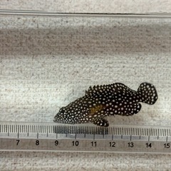沖縄県産 ナミハタ 幼魚 約5cmの画像
