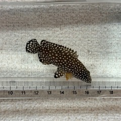 沖縄県産 ナミハタ 幼魚 約5cmの画像