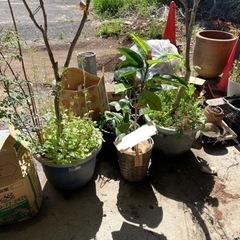 【無料】【近日処分予定】木 植物