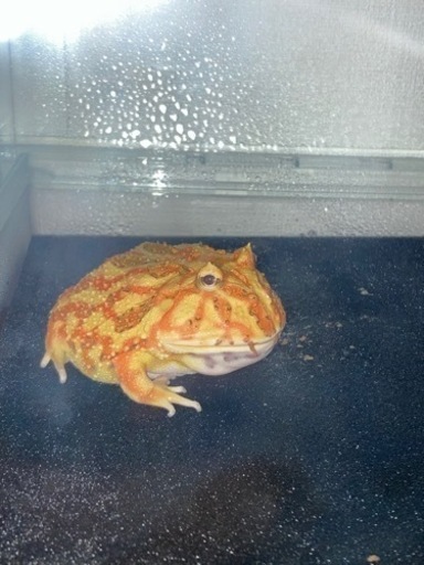 クランウェルツノガエル　ブラウン