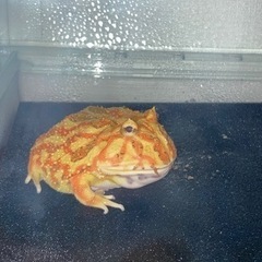 クランウェルツノガエル　ブラウン