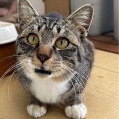 タビー君を助けて下さい